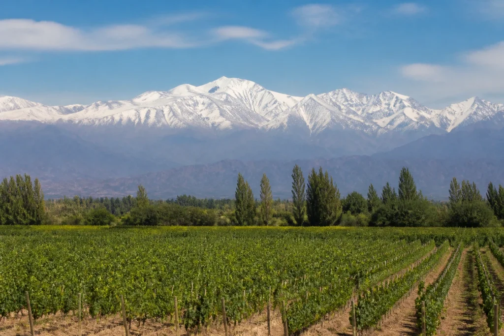 Vineyard rows in Luján de Cuyo with the Andes beyond