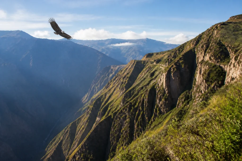 Andean condor flying above Cruz del Cóndor in Colca Canyon