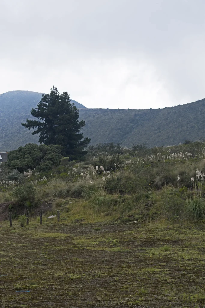 Open highland grassland in Cotopaxi National Park with Cotopaxi in the distance