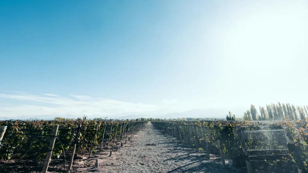 Vineyard rows in Mendoza wine country with the Andes beyond