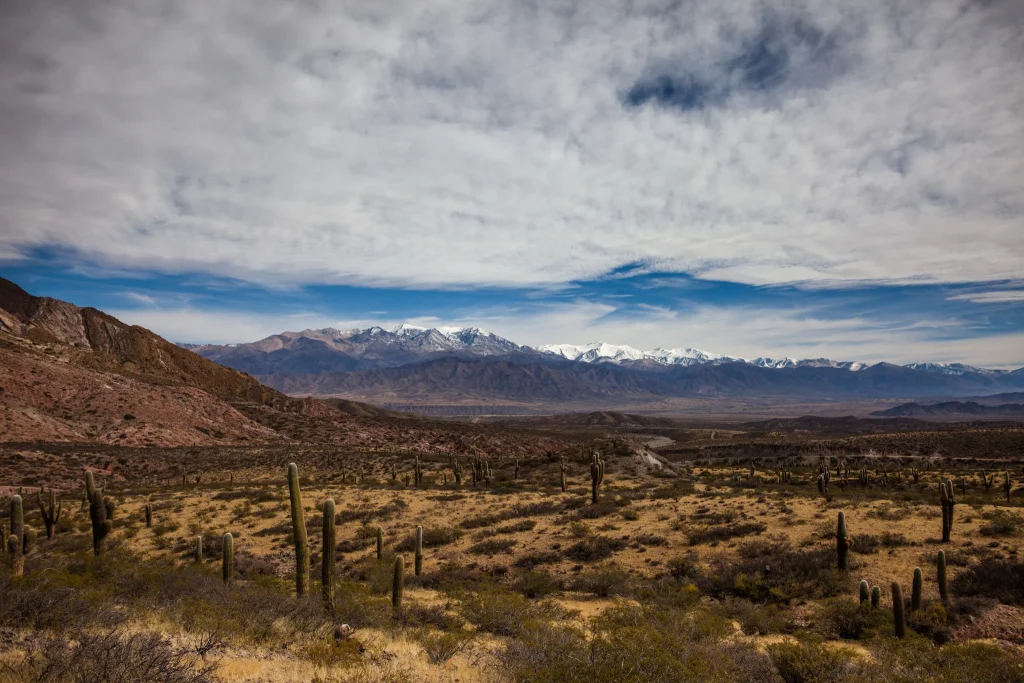 Cardon cacti and mountain scenery in Los Cardones National Park, Salta