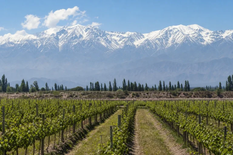 Vineyards beneath the snow-capped Mendoza Andes in Argentina