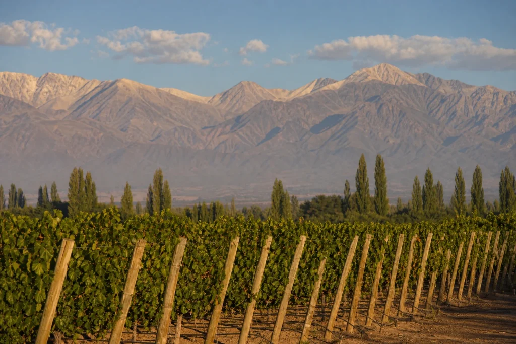 Vineyards and Andes mountains near Mendoza, Argentina