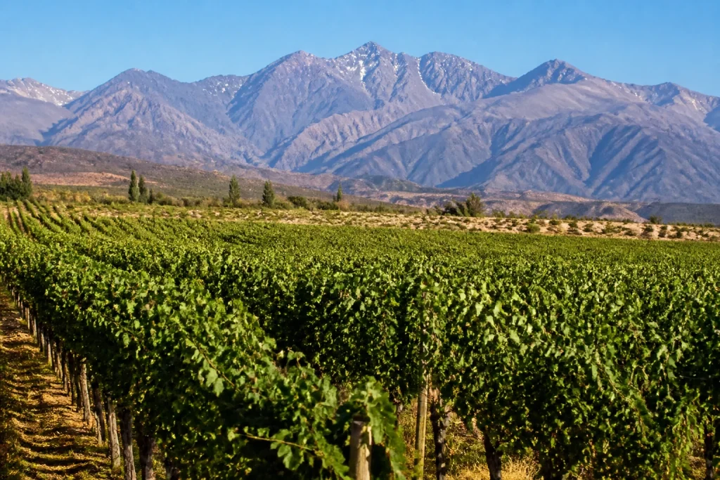 Vineyards and Andes scenery in Mendoza's Uco Valley