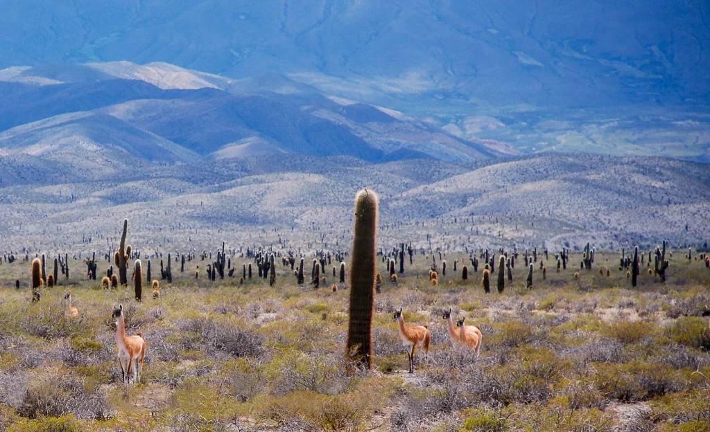 Cardon cacti and arid mountain scenery in Los Cardones National Park
