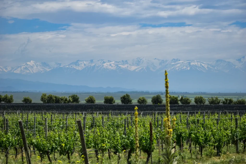 Summer vineyards beneath the Andes in Mendoza, Argentina