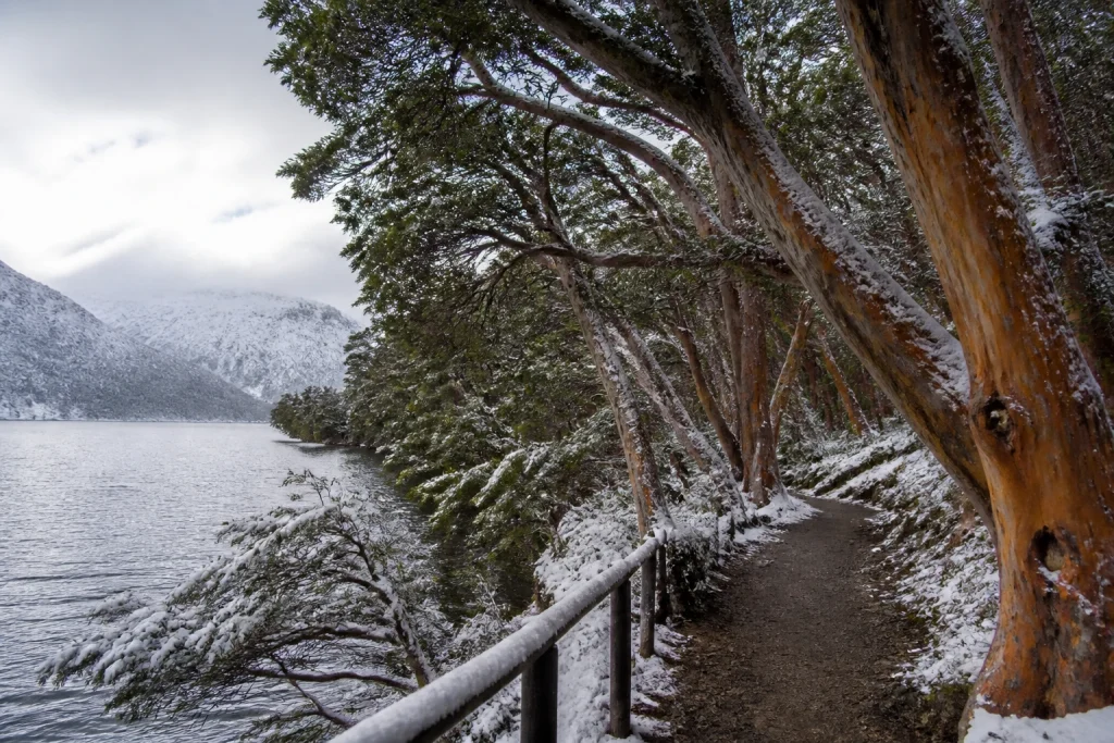Arrayán forest beside a lake in Los Arrayanes National Park