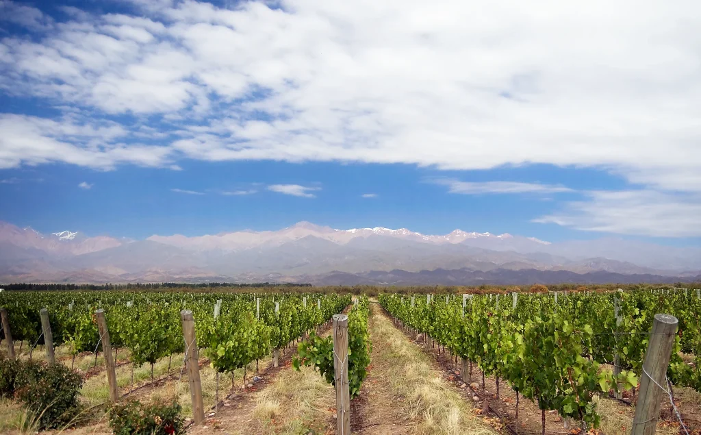 Vineyards in Uco Valley with the Andes in Mendoza, Argentina