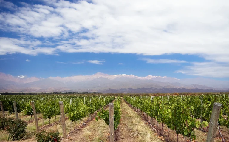 Vineyards in Uco Valley with the Andes in Mendoza, Argentina